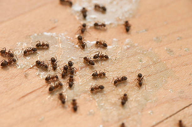 Best Affordable Pest Control Services  in Kingstown, MD
