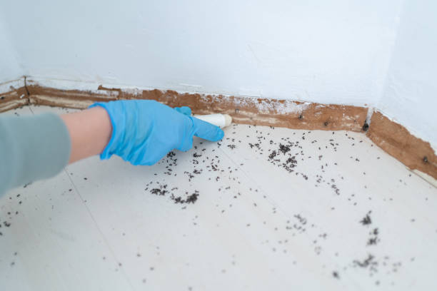 Best Wasp Removal Services  in Kingstown, MD